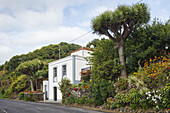 Landhaus mit Drachenbäumen, bei San Pedro, b. Breña Alta, UNESCO Biosphärenreservat,  La Palma, Kanarische Inseln, Spanien, Europa