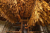 Tabakblätter, Trockenhaus für Tabak, Zigarrenmanufaktur, Arbeiter, Mann, Brena Alta, UNESCO Biosphärenreservat,  La Palma, Kanarische Inseln, Spanien, Europa
