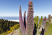 Tajinaste-Pflanzen, lat. Echium wildpretii, endemische Pflanze, äußerer Kraterrand der Caldera de Taburiente, UNESCO Biosphärenreservat, La Palma, Kanarische Inseln, Spanien, Europa