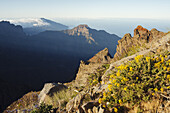view over the crater to the cascade of clouds of the Cumbre Nueva, lat. Adenocarpus viscosus, endemisc plant, near Fuente Nueva, crater rim, Caldera de Taburiente, UNESCO Biosphere Reserve, La Palma, Canary Islands, Spain, Europe