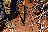 mountain boots and peak of a canarian crook, Salto del Pastor Canario, crater rim, Caldera de Taburiente, UNESCO Biosphere Reserve, La Palma, Canary Islands, Spain, Europe