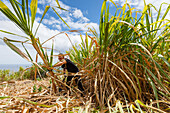 sugar cane harvest, rum factory, worker, man, near Puerto Espindola, east coast, Atlantik, near San Andres, San Andres y Sauces, UNESCO Biosphere Reserve, La Palma, Canary Islands, Spain, Europe