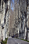 avenue in Le Tholonet at Montagne Ste. Victoire, Provence, France