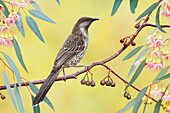 Brush Wattlebird (Anthochaera chrysoptera), Victoria, Australia