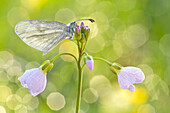Wood White (Leptidea sinapis) butterfly on Cuckoo Flower (Cardamine pratensis), Hesse, Germany