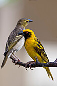 Village Weaver (Ploceus cucullatus) female and male, Mauritius