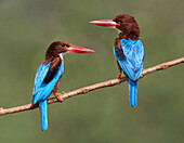 White-throated Kingfisher (Halcyon smyrnensis) pair, Malaysia