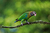 Brown-hooded Parrot (Pyrilia haematotis), Alajuela, Costa Rica