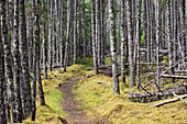 Trail through boreal forest, Terra Nova National Park, Newfoundland and Labrador, Canada