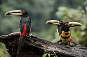 Pale-mandibled Aracari (Pteroglossus erythropygius) trio, Mashpi Rainforest Biodiversity Reserve, Pichincha, Ecuador
