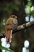 Collared Trogon (Trogon collaris), Mashpi Rainforest Biodiversity Reserve, Pichincha, Ecuador