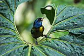 Moss-backed Tanager (Bangsia edwardsi), Mashpi Rainforest Biodiversity Reserve, Pichincha, Ecuador