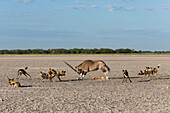 Oryx (Oryx gazella) mother defending her already killed calf against African Wild Dog (Lycaon pictus) pack, Africa