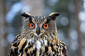 Eurasian Eagle-Owl (Bubo bubo) in winter, Zdarske Vrchy, Bohemian-Moravian Highlands, Czech Republic