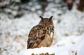 Eurasian Eagle-Owl (Bubo bubo) in winter, Zdarske Vrchy, Bohemian-Moravian Highlands, Czech Republic