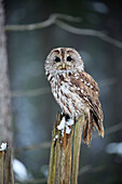 Tawny Owl (Strix aluco) in winter, Zdarske Vrchy, Bohemian-Moravian Highlands, Czech Republic