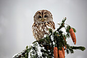 Tawny Owl (Strix aluco) in winter, Zdarske Vrchy, Bohemian-Moravian Highlands, Czech Republic