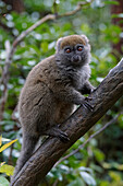 Golden Bamboo Lemur (Hapalemur aureus), Madagascar