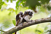 Cotton-top Tamarin (Saguinus oedipus) mother carrying twin babies, northern Colombia