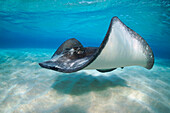 Atlantic Stingray (Dasyatis sabina) swimming, Grand Cayman, Cayman Islands, Caribbean