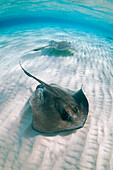 Atlantic Stingray (Dasyatis sabina) pair, Grand Cayman, Cayman Islands, Caribbean