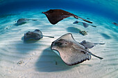 Atlantic Stingray (Dasyatis sabina) group swimming, Grand Cayman, Cayman Islands, Caribbean