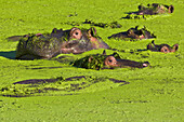Hippopotamus (Hippopotamus amphibius) male and sub-adults in waterhole covered by aquatic vegatation, Kruger National Park, South Africa