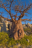 Baobab (Adansonia sp) tree, Kubu Island, Makgadikgadi National Park, Botswana