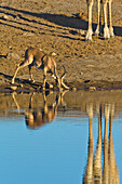 Angolan Giraffe (Giraffa giraffa angolensis) approaching Impala (Aepyceros melampus) male drinking at waterhole in dry season, Etosha National Park, Namibia
