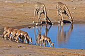 Angolan Giraffe (Giraffa giraffa angolensis) pair and Impala (Aepyceros melampus) females drinking at waterhole in dry season, Etosha National Park, Namibia