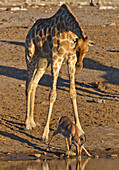 Angolan Giraffe (Giraffa giraffa angolensis) female looking at Impala (Aepyceros melampus) male drinking at waterhole in dry season, Etosha National Park, Namibia. Sequence 1 of 3