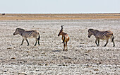 Zebra (Equus quagga)pair  and Red Hartebeest (Alcelaphus caama) in salt pan, Etosha Pan, Etosha National Park, Namibia