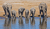 African Elephant (Loxodonta africana) mothers and calves drinking at waterhole in dry season, Etosha National Park, Namibia