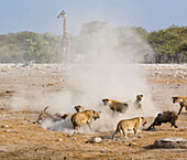 African Lion (Panthera leo) mother and cub defending Greater Kudu (Tragelaphus strepsiceros) kill from Spotted Hyenas (Crocuta crocuta), Etosha National Park, Namibia