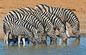 Zebra (Equus quagga) herd drinking at waterhole in dry season, Etosha National Park, Namibia