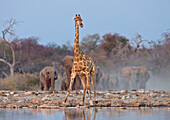 Angolan Giraffe (Giraffa giraffa angolensis) at waterhole with African Elephant (Loxodonta africana) herd approaching in dry season, Etosha National Park, Namibia. Sequence 1 of 4