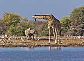 Angolan Giraffe (Giraffa giraffa angolensis) female looking at Black Rhinoceros (Diceros bicornis) at waterhole in dry season, Etosha National Park, Namibia