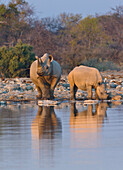 Black Rhinoceros (Diceros bicornis) pair at waterhole in dry season, Etosha National Park, Namibia