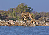 Angolan Giraffe (Giraffa giraffa angolensis) male and Oryx (Oryx gazella) drinking at waterhole in dry season, Etosha National Park, Namibia