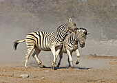 Zebra (Equus quagga) stallions fighting in dry season, Etosha National Park, Namibia. Sequence 4 of 5