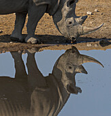 Black Rhinoceros (Diceros bicornis) drinking at waterhole in dry season, Etosha National Park, Namibia