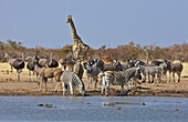 Angolan Giraffe (Giraffa giraffa angolensis), Ostrich (Struthio camelus) flock, Greater Kudu (Tragelaphus strepsiceros) pair, and Zebras (Equus quagga) at waterhole in dry season, Etosha National Park, Namibia
