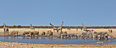 Angolan Giraffe (Giraffa giraffa angolensis) group, Common Elands (Tragelaphus oryx), Zebras (Equus quagga), and Hartmann's Mountain Zebras (Equus zebra hartmannae) at waterhole in dry season, Etosha National Park, Namibia