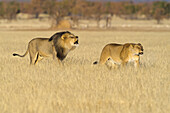 African Lion (Panthera leo) male and female in territorial call, Etosha National Park, Namibia