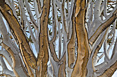 Quiver Tree (Aloe dichotoma) trunk, Namib Desert, Namibia