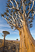 Quiver Tree (Aloe dichotoma) trio, Namib Desert, Namibia