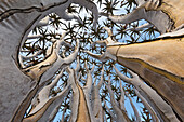 Quiver Tree (Aloe dichotoma) trunk, Namib Desert, Namibia