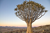 Quiver Tree (Aloe dichotoma) in desert, Namib Desert, Namibia