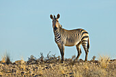 Mountain Zebra (Equus zebra) stallion, Namib Desert, Namibia