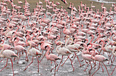 Lesser Flamingo (Phoenicopterus minor) flock, Walvis Bay, Namibia